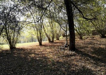 Autunno La Costa di Gavedo.jpg - Casa indipendente Mulazzo - foto 14