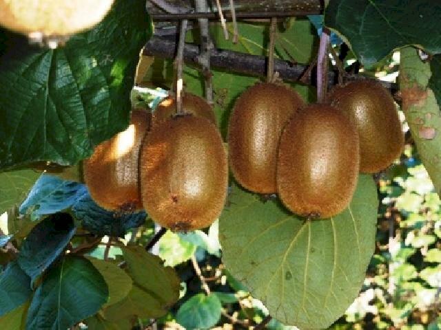 Agricultural land Lagnasco - photo 1