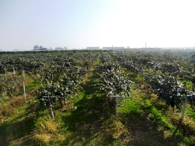 Agricultural land Lagnasco - photo 2