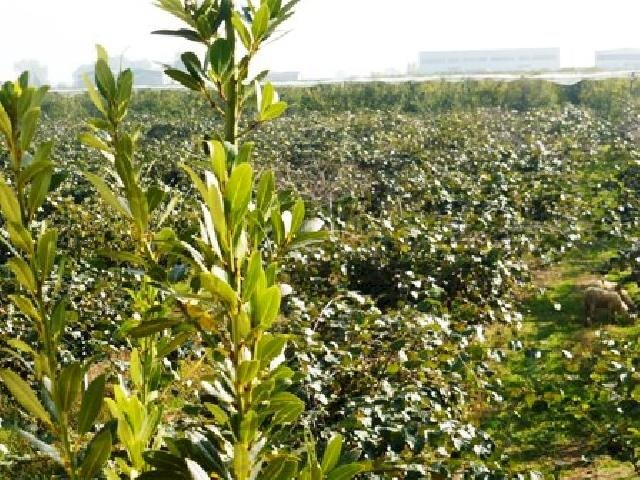 Agricultural land Lagnasco - photo 3