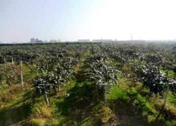 Terreno agricolo Lagnasco - foto 2