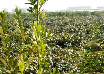 Terreno agricolo Lagnasco - foto 3