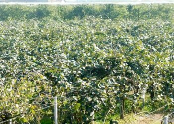 Terreno agricolo Lagnasco - foto 4