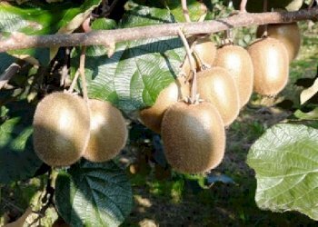 Terreno agricolo Lagnasco - foto 5