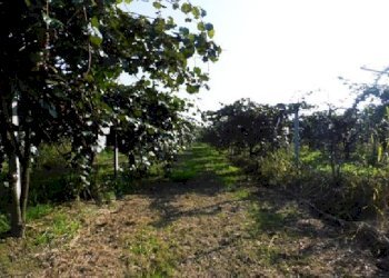 Terreno agricolo Lagnasco - foto 6