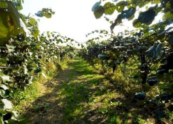 Terreno agricolo Lagnasco - foto 7