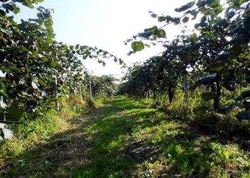 Terreno agricolo Lagnasco - foto 8