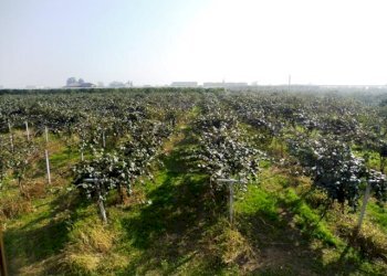Terreno agricolo Lagnasco - foto 10
