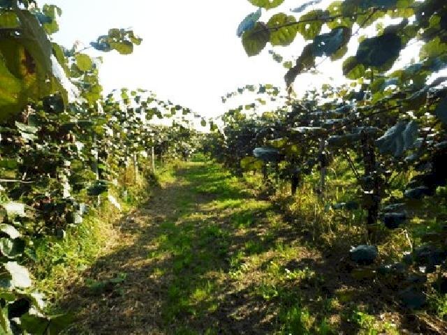 Attività Commerciale Lagnasco - foto 1