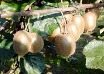 Attività Commerciale Lagnasco - foto 7