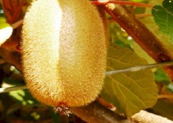 Attività Commerciale Lagnasco - foto 1