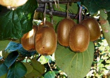 Attività Commerciale Lagnasco - foto 10