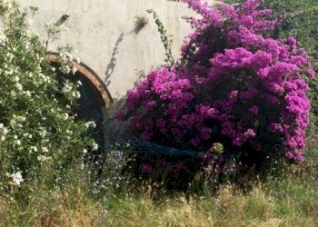 PROSPETTO DAL GIARDINO.JPG - Appartamento Via della Torre  21, Rosignano Marittimo - foto 6