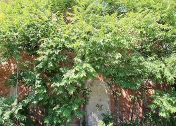 Rustico Calderara di Reno - foto 7