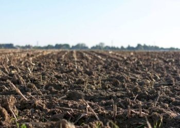 Terreno agricolo Località terrapadedda, San Teodoro - foto 5