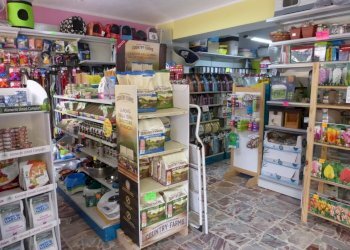 P1040724-960x720.jpg - Alimentari - Gastronomia Via Sarzanese Nord, Viareggio - foto 7