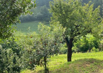 Cascina Frazione San Marzanotto, Asti - foto 7