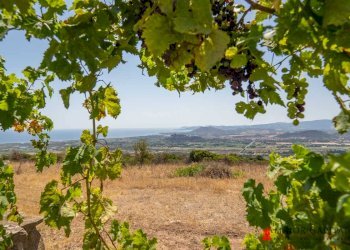 Azienda agricola Località irghittula, Posada - foto 28