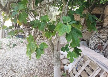 Rustic via Sant'Orsola, Scicli - photo 8