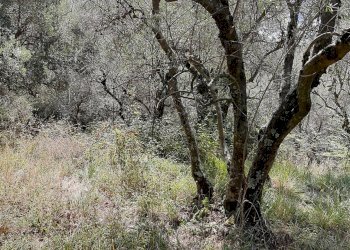 Agriturismo VIA DEL VALENTINO, Massarosa - photo 3