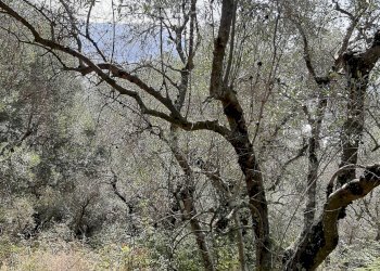 Agriturismo VIA DEL VALENTINO, Massarosa - photo 5