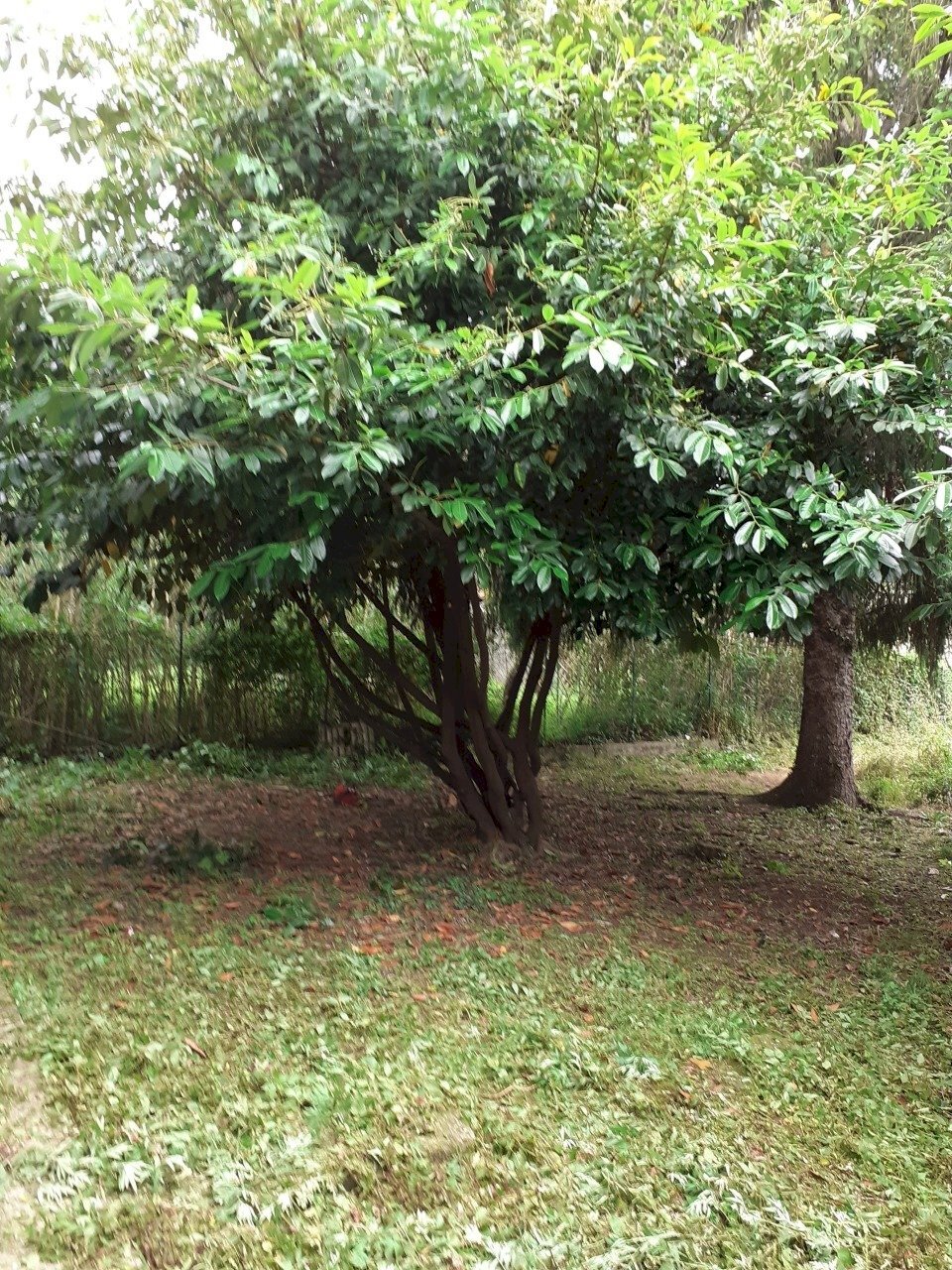 20200603_104459.jpg - Casa indipendente Fivizzano - foto 2