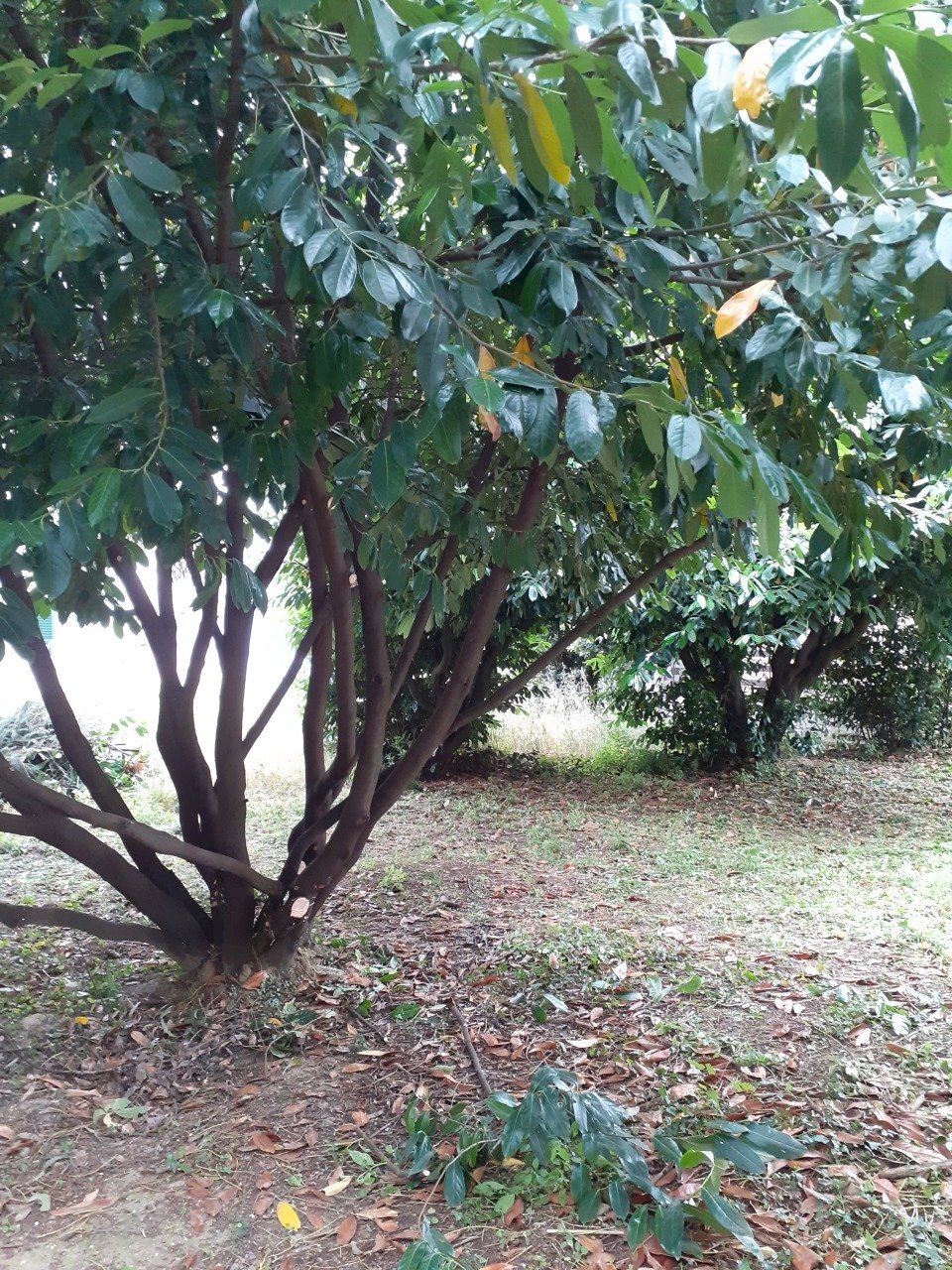 20200603_104544.jpg - Casa indipendente Fivizzano - foto 3