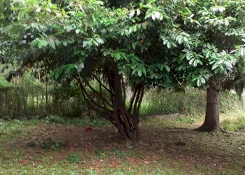 20200603_104459.jpg - Casa indipendente Fivizzano - foto 2