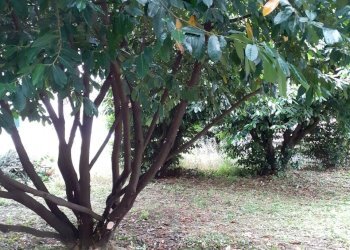 20200603_104544.jpg - Casa indipendente Fivizzano - foto 3