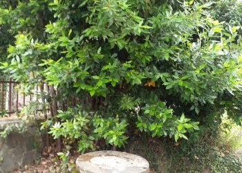 20200603_105326.jpg - Casa indipendente Fivizzano - foto 13