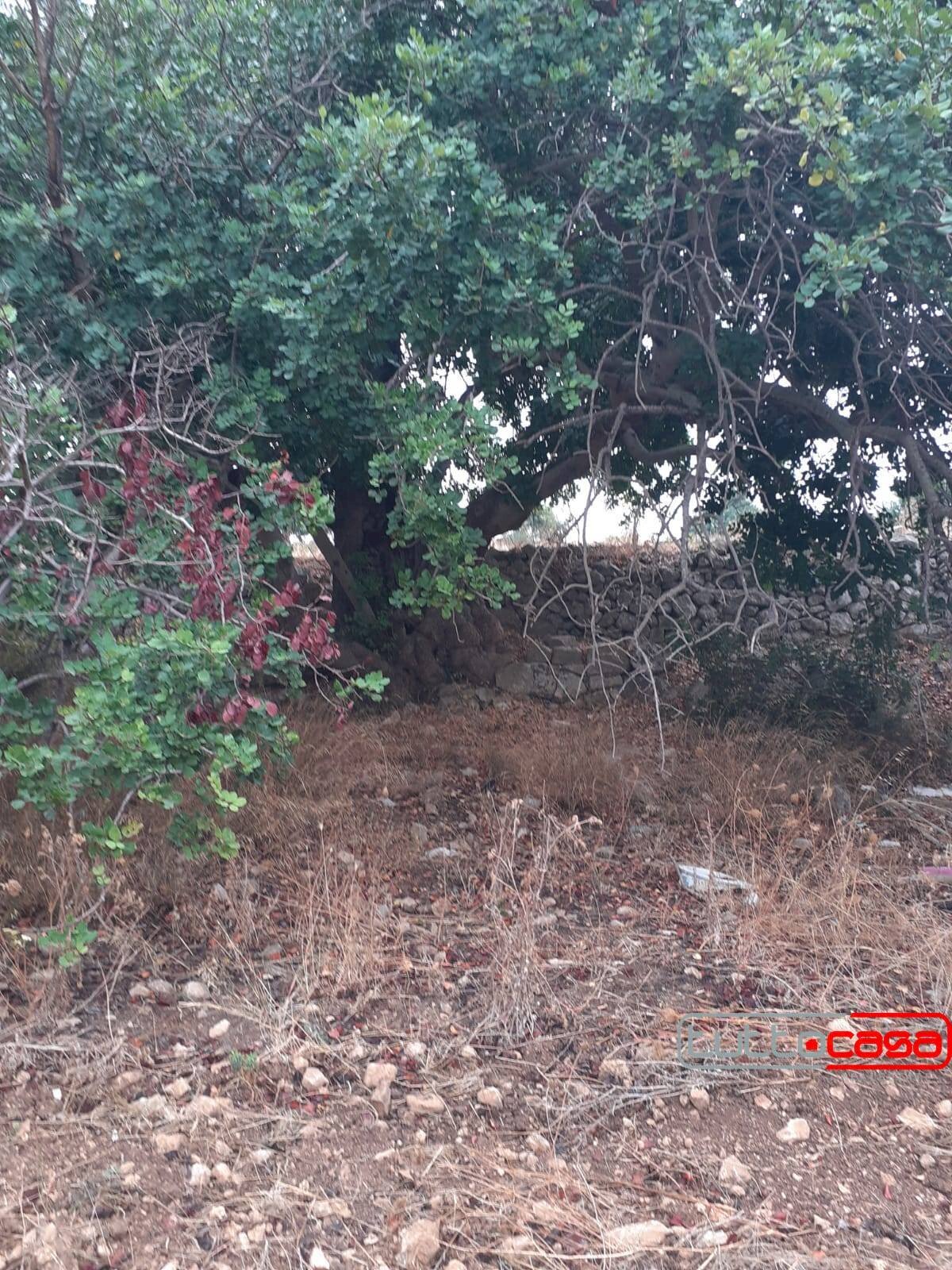 Terreno agricolo CONTRADA LINCINO, Scicli - foto 2