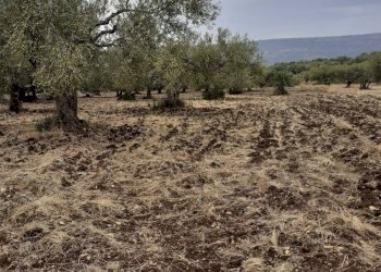 Agricultural land CONTRADA LINCINO, Scicli - photo 4