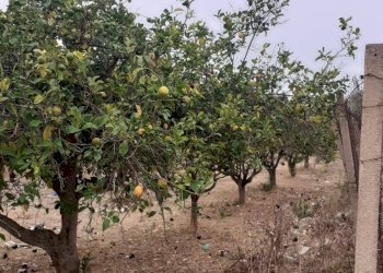 Agricultural land CONTRADA GAMBACORTA, Scicli - photo 7