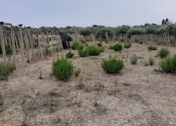 Agricultural land CONTRADA GAMBACORTA, Scicli - photo 8