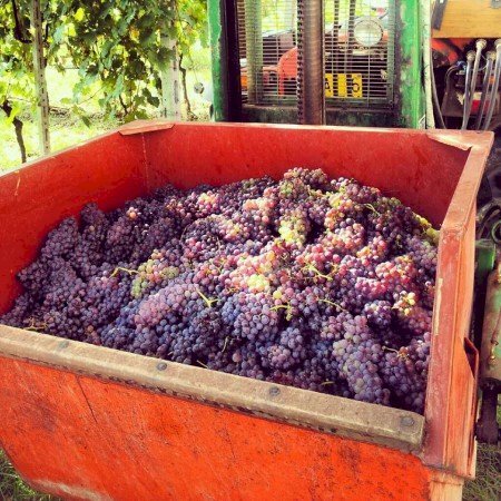 Rustico Agliano Terme - planimetria 1