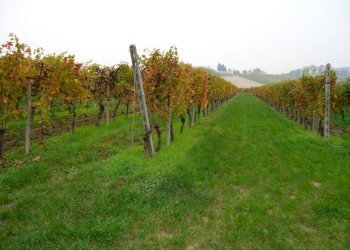 Terreno - Rustico Agliano Terme - foto 7