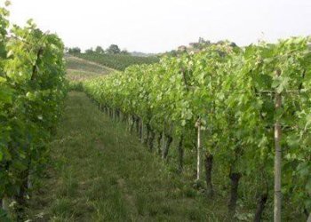 Terreno - Rustico Agliano Terme - foto 8