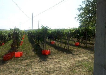 Terreno - Rustico Agliano Terme - foto 10