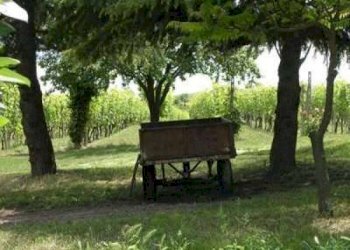 Terreno - Rustico Agliano Terme - foto 19