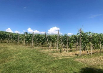 Terreno - Rustico Agliano Terme - foto 22