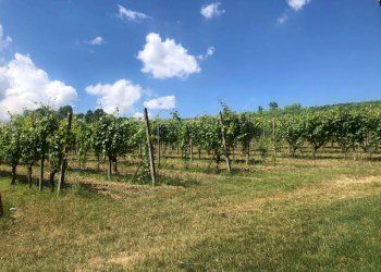 Terreno - Rustico Agliano Terme - foto 32