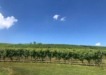 Terreno - Rustico Agliano Terme - foto 39