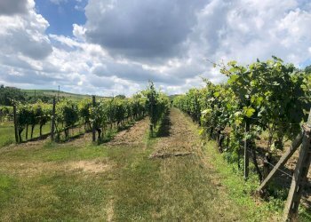 Terreno - Rustico Agliano Terme - foto 40