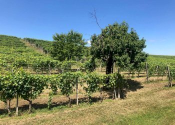 Terreno - Rustico Agliano Terme - foto 42