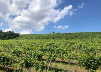 Terreno - Rustico Agliano Terme - foto 43