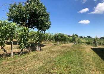 Terreno - Rustico Agliano Terme - foto 44
