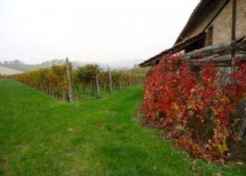 Terreno - Rustico Agliano Terme - foto 34