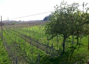 Terreno - Rustico Agliano Terme - foto 6