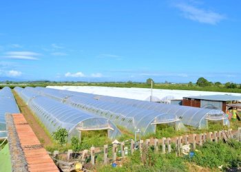 Rustico Falciano del Massico - foto 7