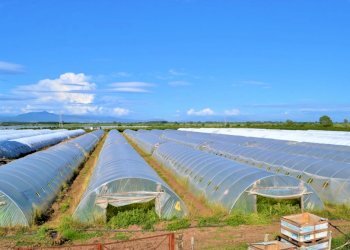 Rustico Falciano del Massico - foto 8